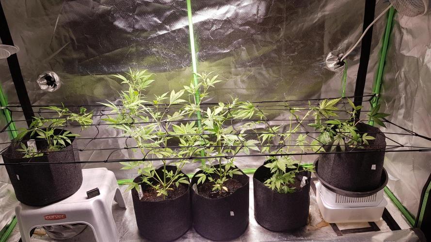 Catching The Apples. Week 4