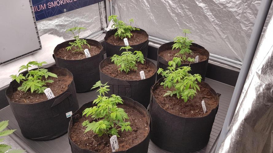 Breeding Special. Week 4