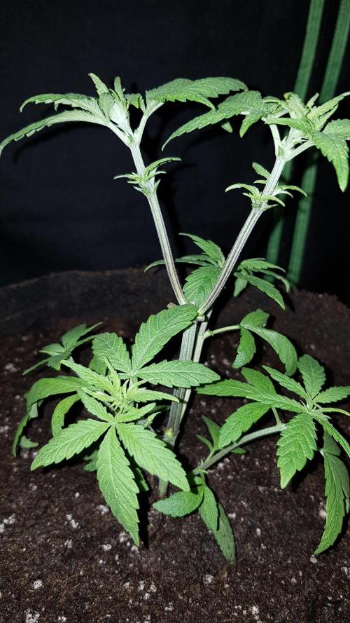 Breeding Special. Week 4