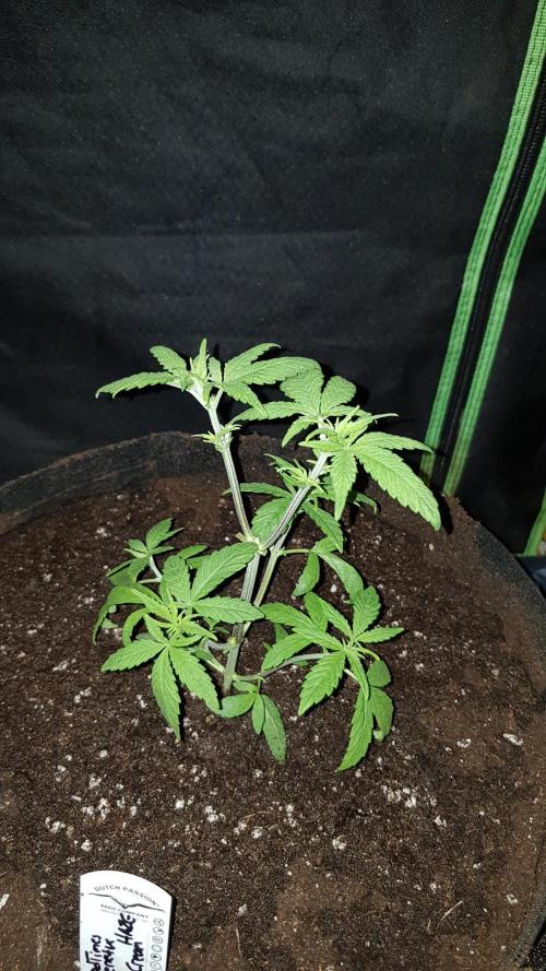 Breeding Special. Week 4