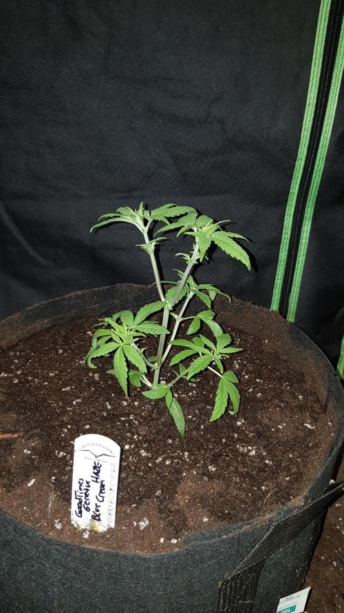 Breeding Special. Week 4