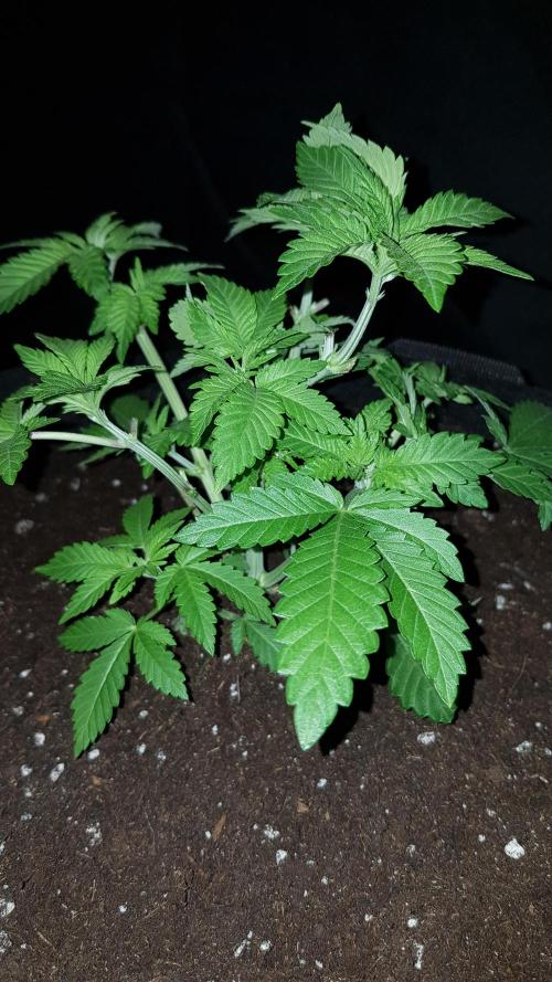 NEW BioBoost Seeds. Week 4