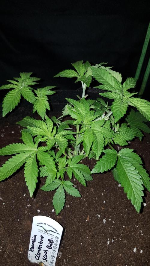 NEW BioBoost Seeds. Week 4