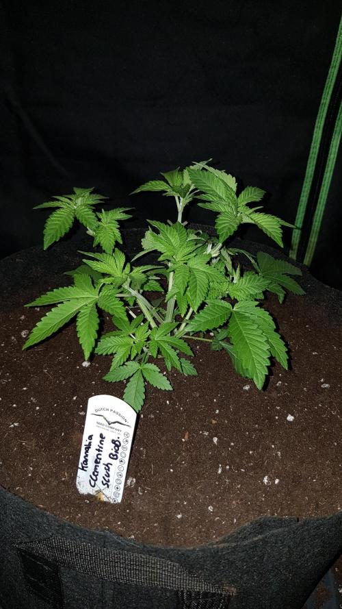 NEW BioBoost Seeds. Week 4