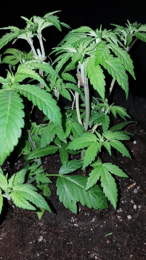 NEW BioBoost Seeds. Week 4