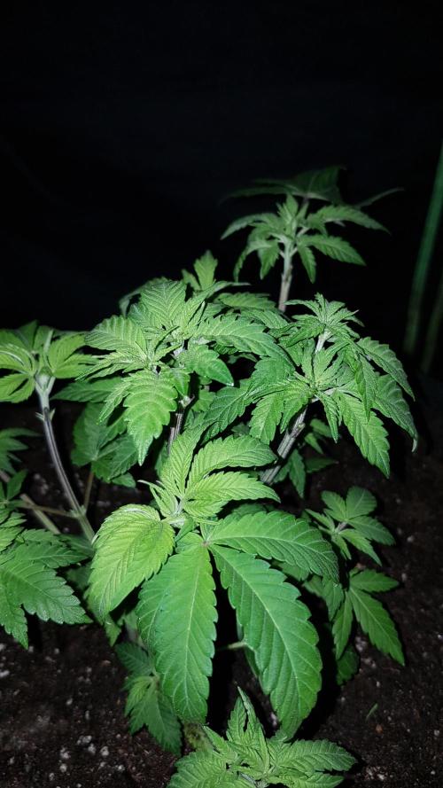 NEW BioBoost Seeds. Week 4