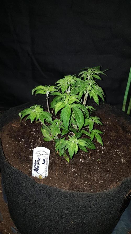 NEW BioBoost Seeds. Week 4