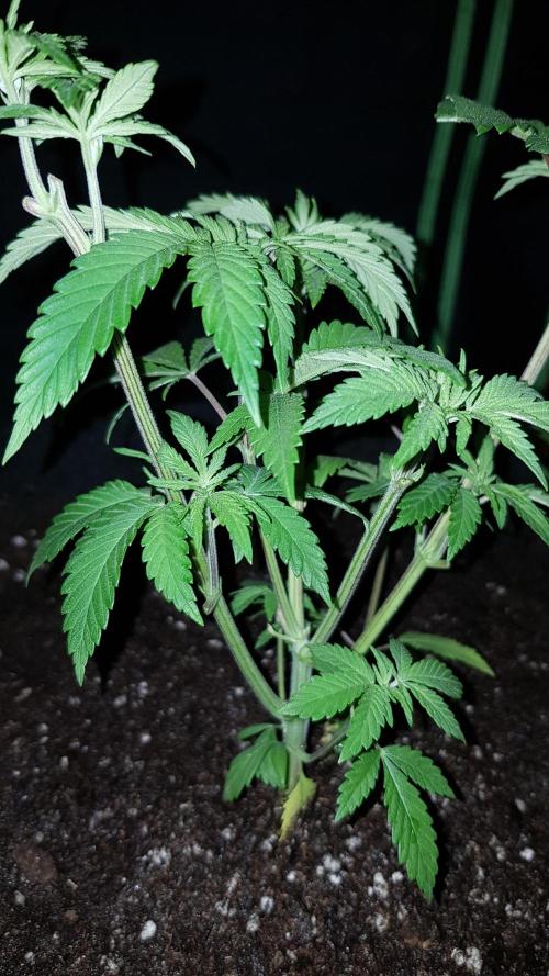 Gelato goes Pink. Week 4