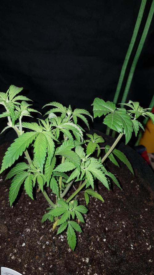 Gelato goes Pink. Week 4