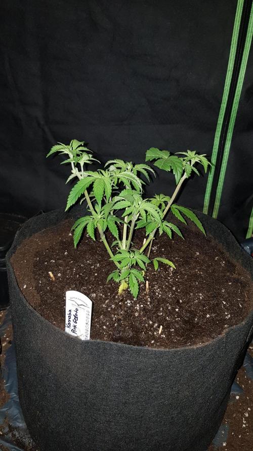 Gelato goes Pink. Week 4