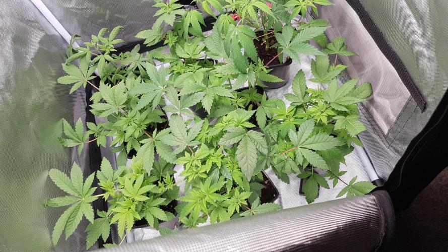 Gelato goes Pink. Week 4