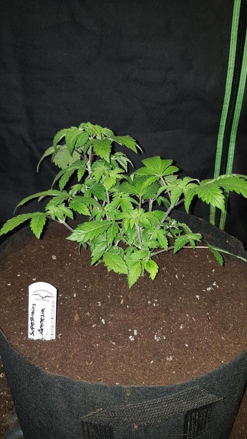 Home Of The Amnesia. Week 4