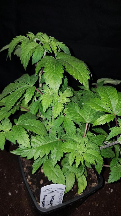 Home Of The Amnesia. Week 4