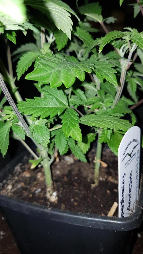 Home Of The Amnesia. Week 4