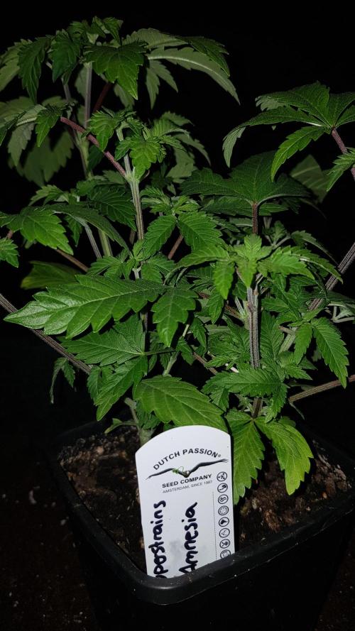 Home Of The Amnesia. Week 4
