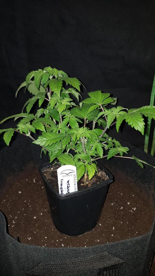 Home Of The Amnesia. Week 4