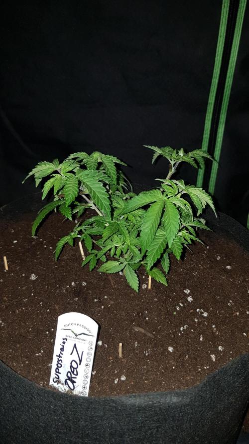 Forbiden Oreo. Week 4