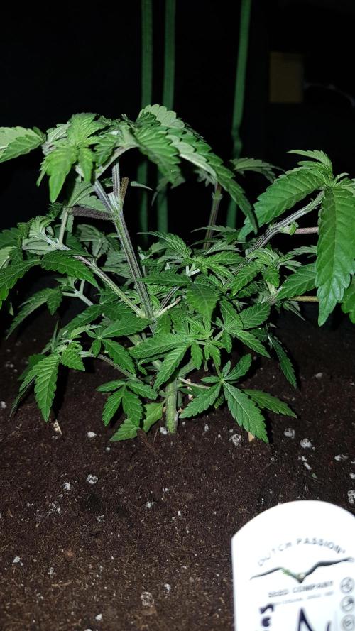 Forbiden Oreo. Week 4