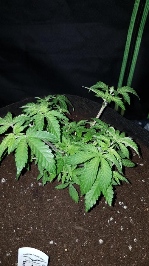 Forbiden Oreo. Week 4