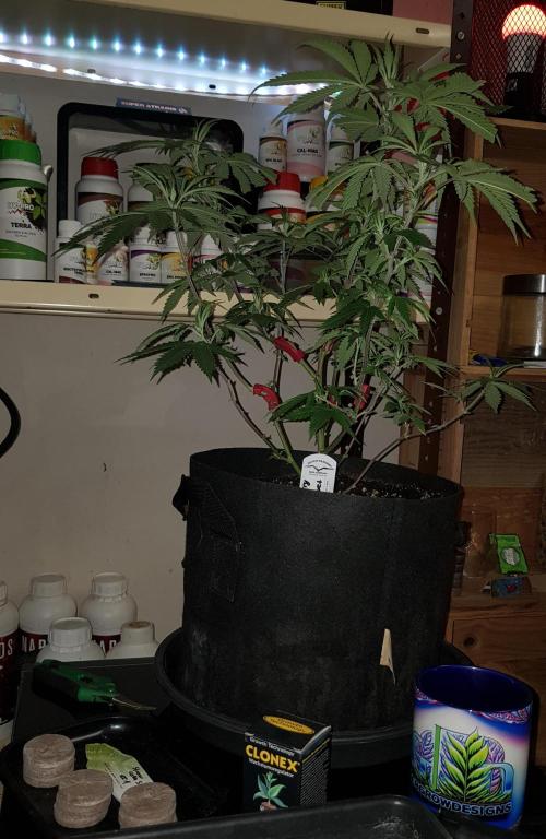 GGD Hunted Pheno #1. Week 6 - Cut Day : 9 Cuts 
Begin Week 6