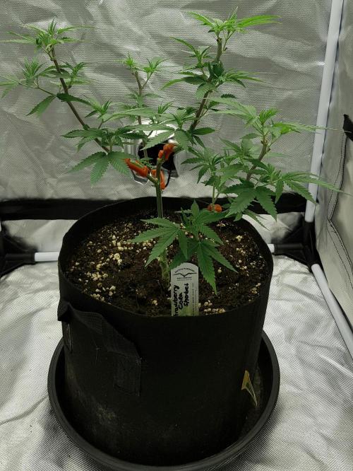 GGD Hunted Pheno #1. Week 6 - After Cutting Begin Week 6