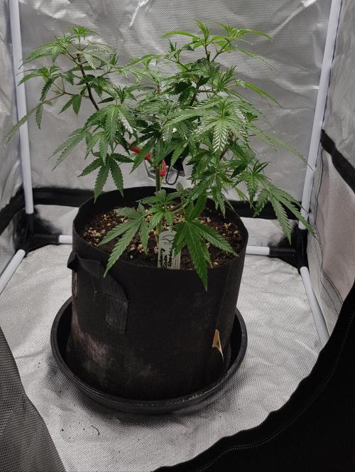 GGD Hunted Pheno #1. Week 6