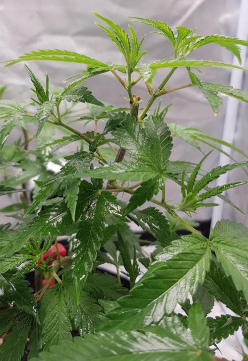GGD Hunted Pheno #1. Week 6