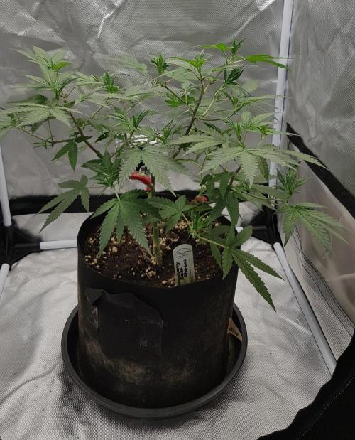 GGD Hunted Pheno #1. Week 6