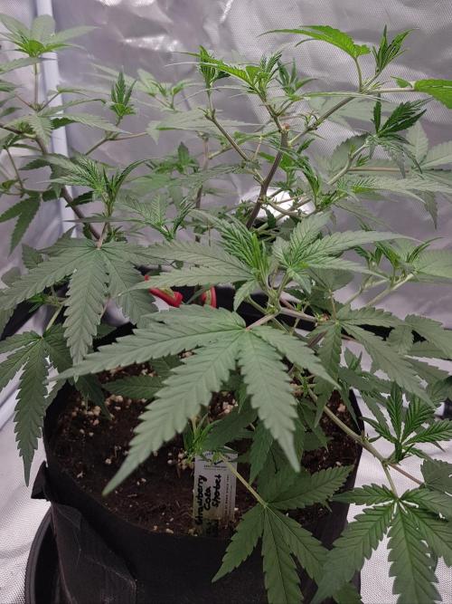 GGD Hunted Pheno #1. Week 6