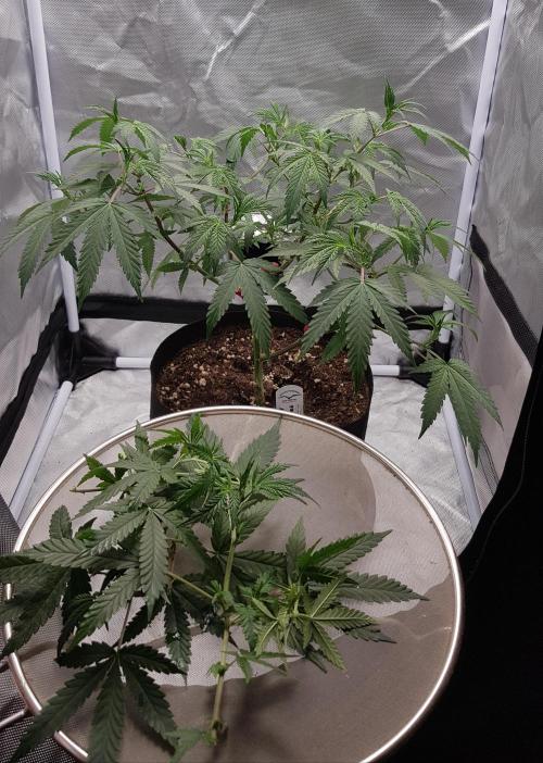 GGD Hunted Pheno #1. Week 6 - CUT Day  Mid Week :  6 Cuts 