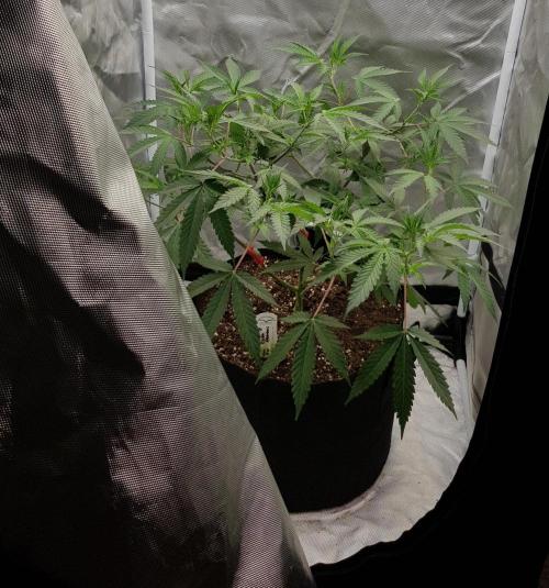 GGD Hunted Pheno #1. Week 6