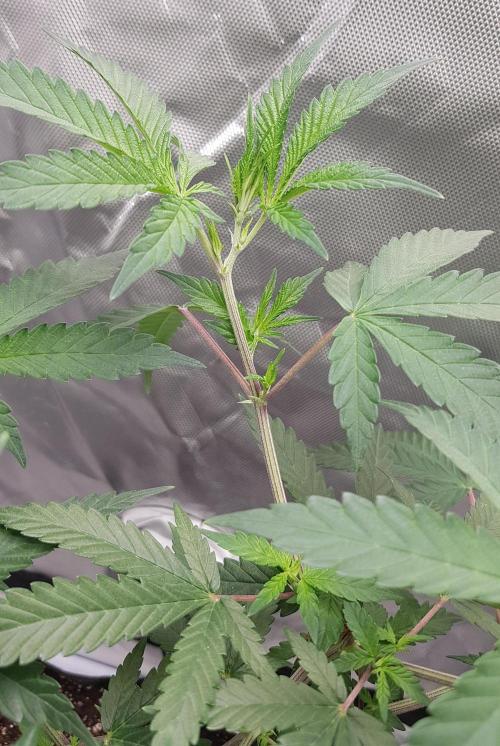 GGD Hunted Pheno #1. Week 6