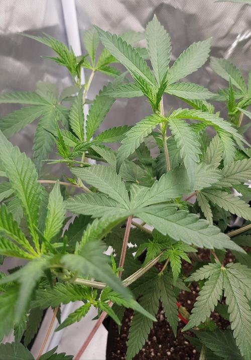 GGD Hunted Pheno #1. Week 6