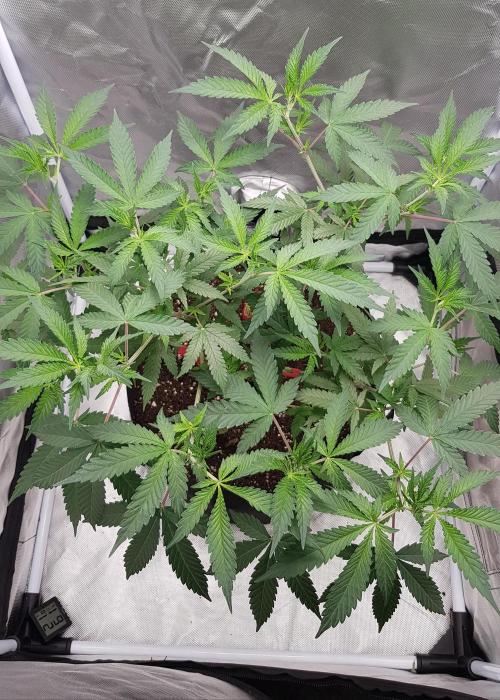 GGD Hunted Pheno #1. Week 6 - End Week 6 