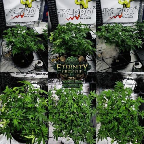 🥦Eternity Grow Cup |GGD. Week 5 - Overview From Week ScroG Training 