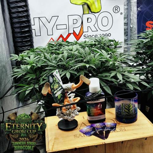 🥦Eternity Grow Cup |GGD. Week 5 - Sticky Broccoli Veg Week 5 