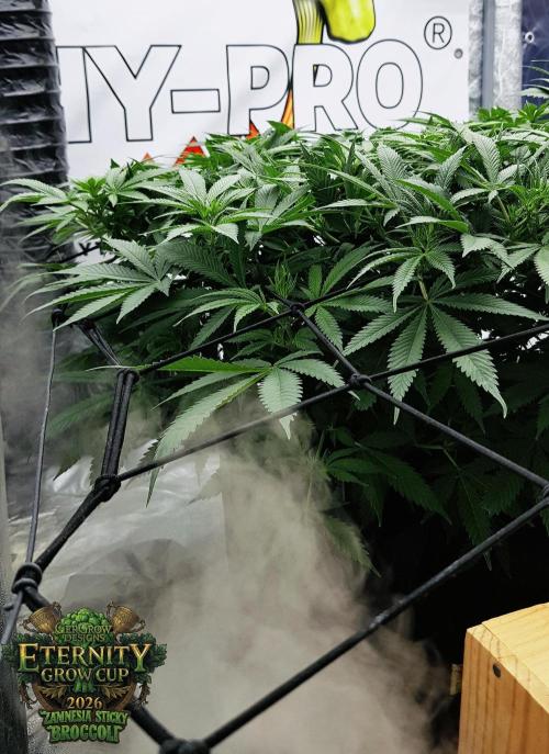 🥦Eternity Grow Cup |GGD. Week 5 - Sticky Broccoli Veg week5