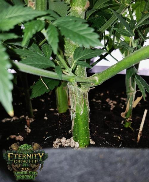 🥦Eternity Grow Cup |GGD. Week 5 - Sticky Broccoli Veg Week 5
(4Girls 1 Cup)