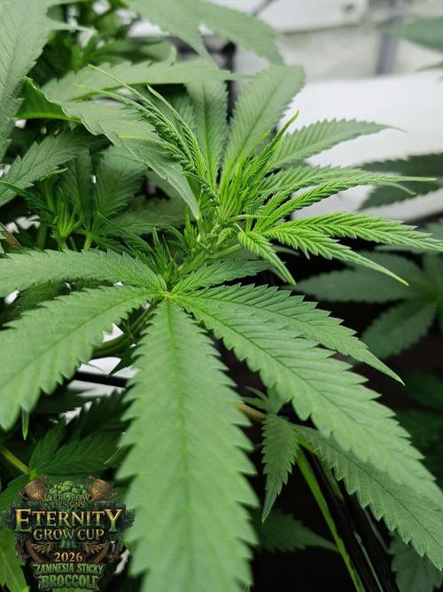 🥦Eternity Grow Cup |GGD. Week 5 - Sticky Broccoli Veg Week 5