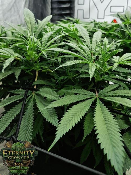 🥦Eternity Grow Cup |GGD. Week 5 - Sticky Broccoli Veg Week 5