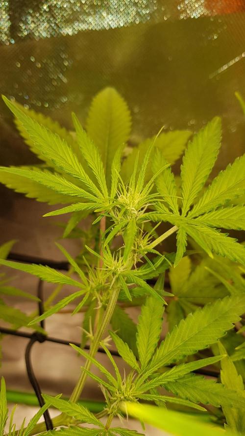 Soda Fusion. Week 5