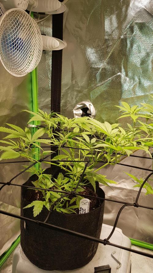 Soda Fusion. Week 5