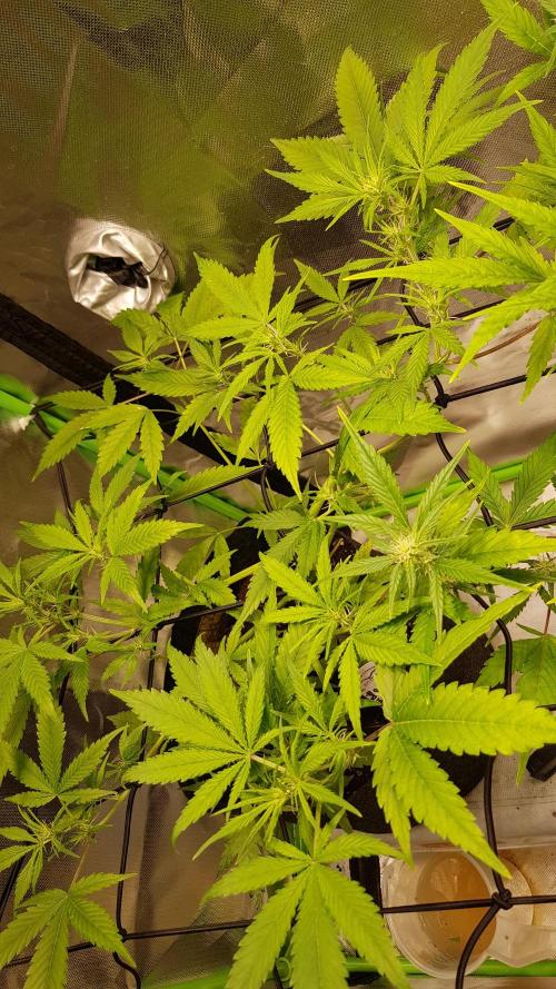 Soda Fusion. Week 5