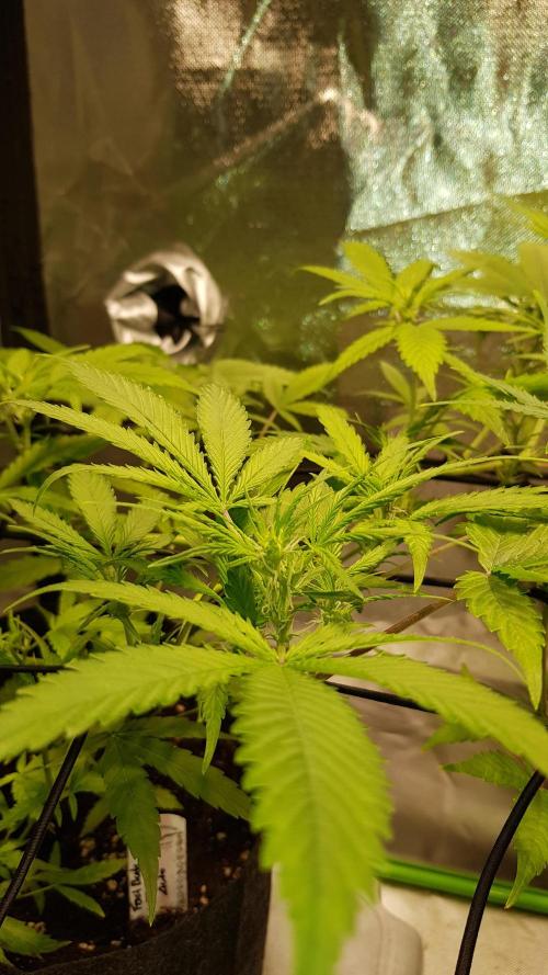 Soda Fusion. Week 5