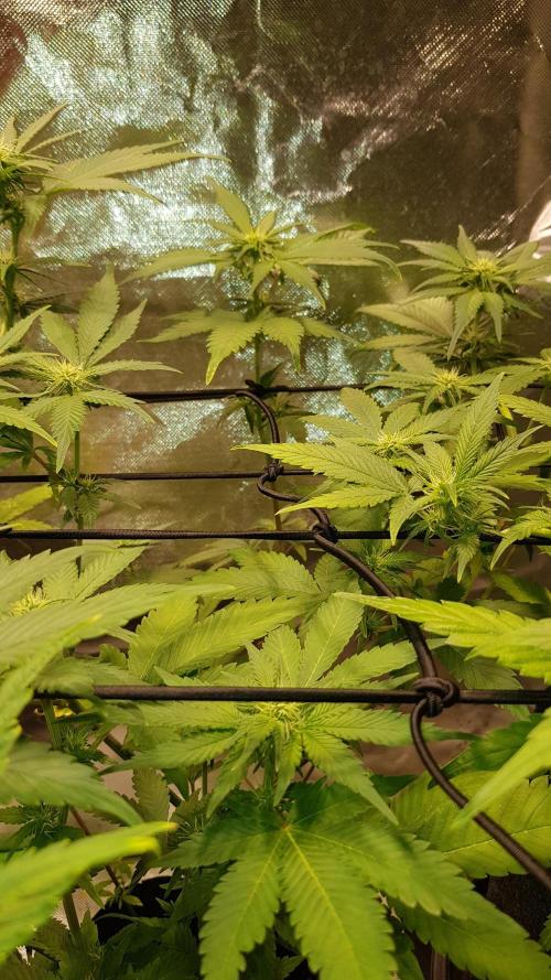 Haze goes Purple. Week 5