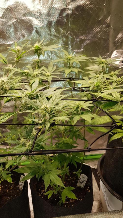 Haze goes Purple. Week 5