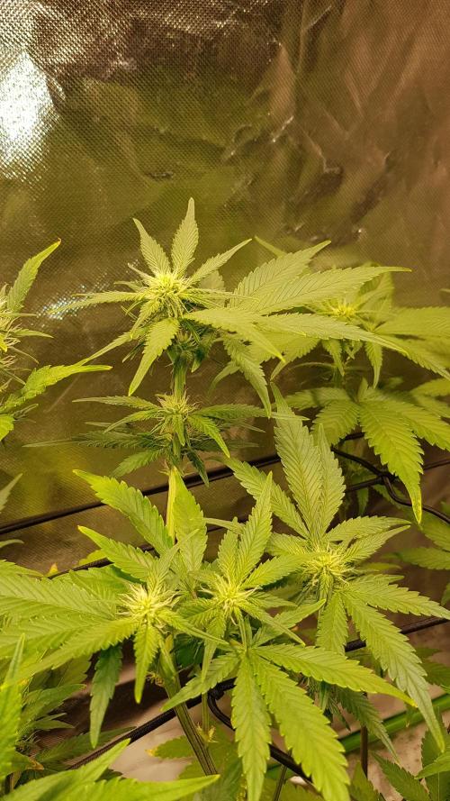 Haze goes Purple. Week 5