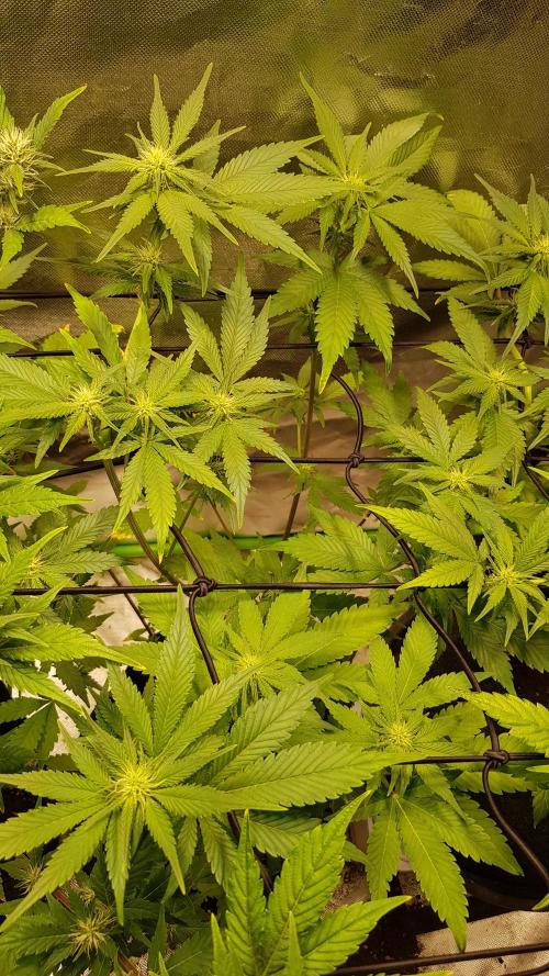 Haze goes Purple. Week 5