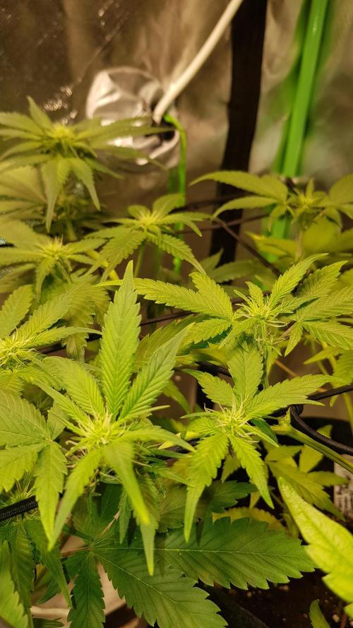 Fruity Cookies. Week 5