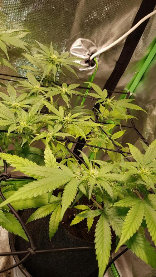 Fruity Cookies. Week 5